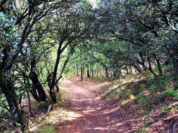 Naturaleza Camino de San Salvador · Etapa 1